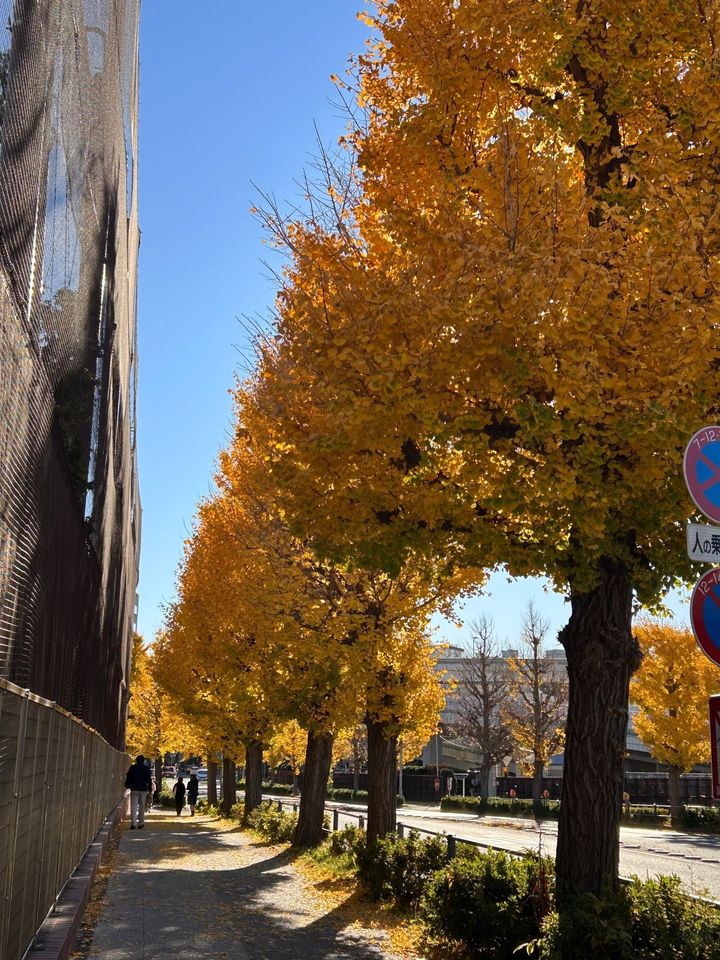 石川町駅途中の大通り銀杏並木