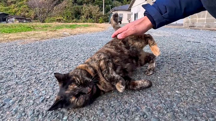 ナデナデされて転がる猫