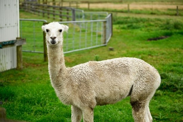 アルパカのワンショット [c]2025 映画『楓』製作委員会