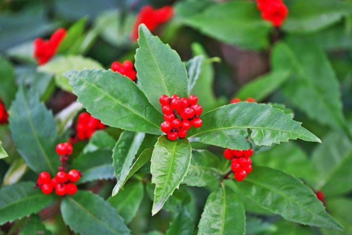 12月17日の花とは？【366日の誕生花と幸せの花言葉】