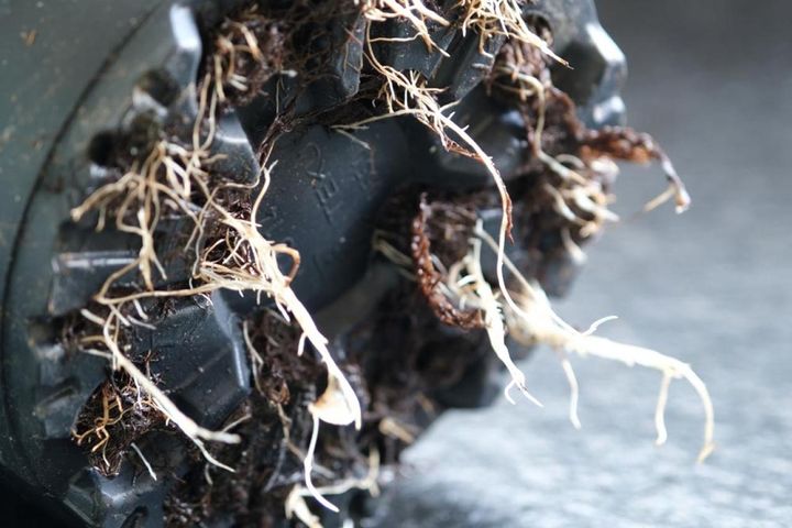 鉢の底穴から伸び出る根