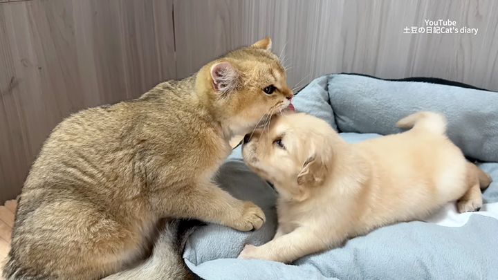 子犬を世話する猫