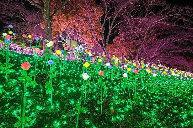 バラの花も1本1本光り、近くで見てもキレイ