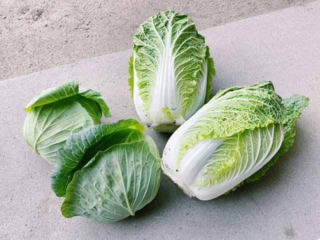 白菜とキャベツ 収穫イメージ