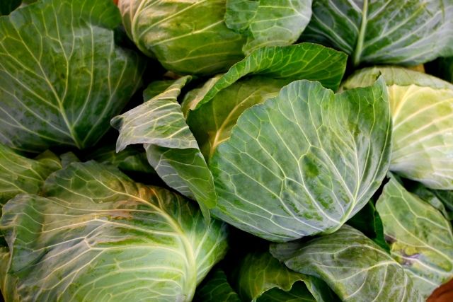 キャベツ 収穫イメージ