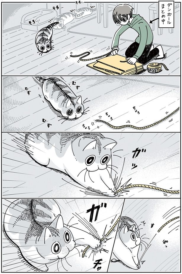 紐にじゃれるネコ （C）キュルZ／KADOKAWA