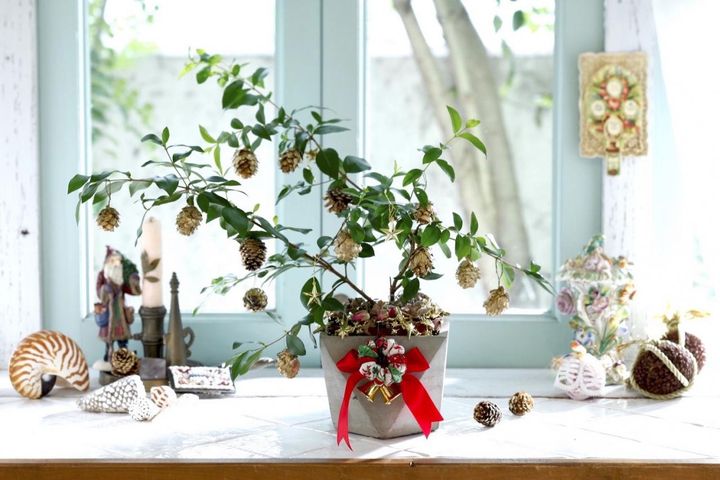 出回る苗木に飾りつけをして楽しむ【マートルのクリスマスツリー】甘い香りのハーブで心穏やかに！