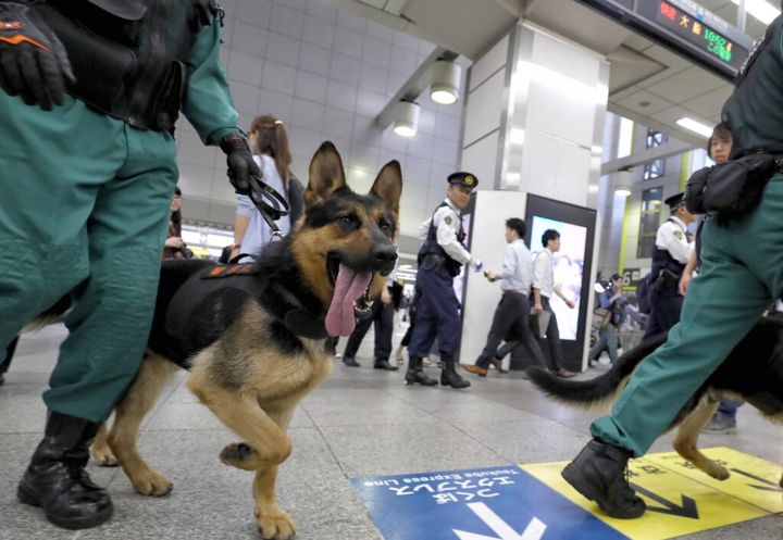 石川県にある航空自衛隊小松基地は17日、公式Xを更新。小松基地に所属している警備犬、ジャーマンシェパードのハンズくんがハンドラーと呼ばれる自衛官とともにトレーニングに励む姿を投稿しました。
