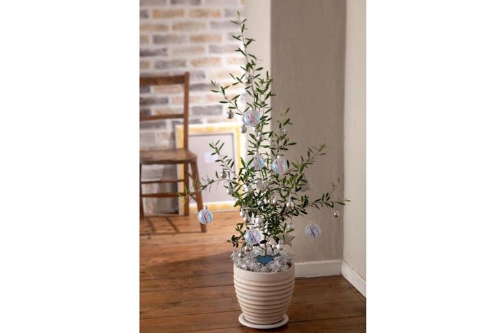 ハーブの苗木で簡単【オリーブのクリスマスツリー】キラキラと輝くオーナメントで明るい気持ちに！