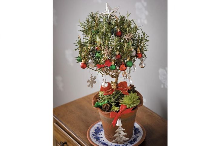 市販の苗木に自由に飾りつけ！【ローズマリーのクリスマスツリー】ハーブの香りで癒やしの効果も