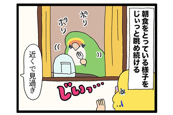 飼い主と先輩インコに律儀に挨拶！面白すぎるインコ・カチョの日常【鳥マンガ #169】