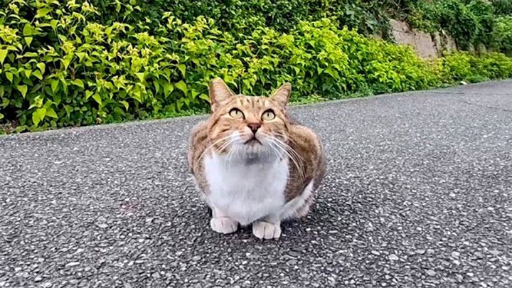 道の真ん中に座っていた猫