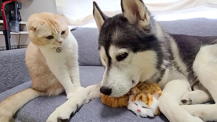 子猫に嫉妬する猫