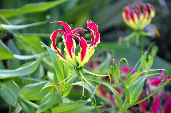 12月18日の花とは？【366日の誕生花と幸せの花言葉】