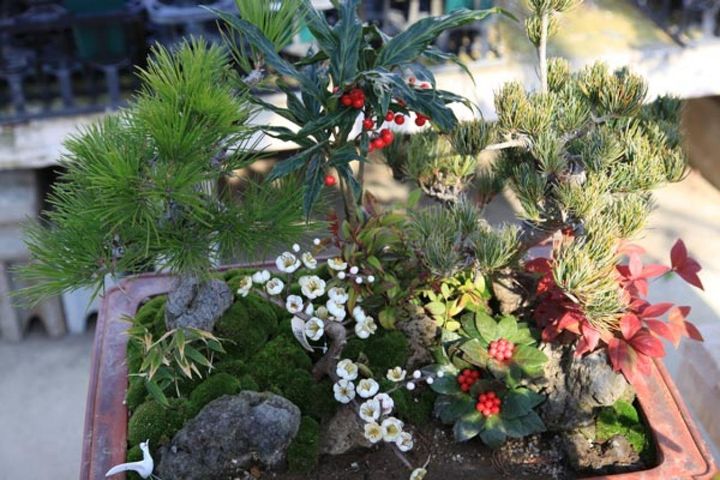 マツやマンリョウとの寄せ植え