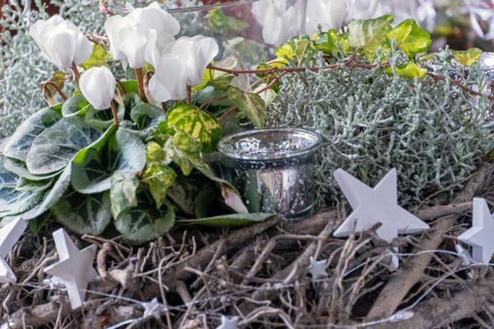 白のガーデンシクラメンにヘデラや銀葉のプラチーナを添えたクリスマス飾り