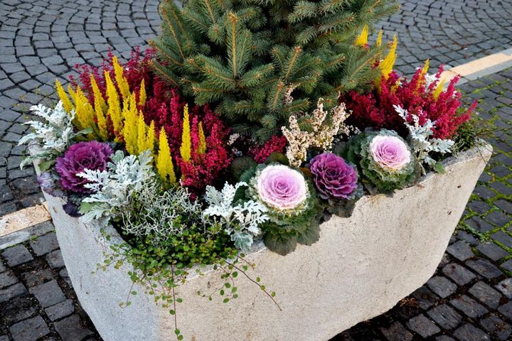 年末年始の玄関先を華やかに！クリスマスからお正月まで楽しめる人気植物［7選］【ガーデニング】