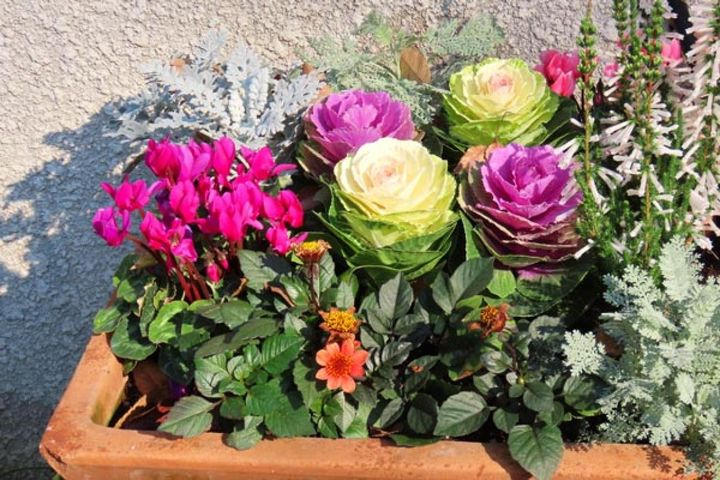 ガーデンシクラメンとハボタンにエリカを添えた寄せ植え