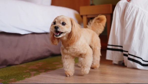 【大阪府大阪市】愛犬と贅沢なひとときを！ヒルトン大阪にドッグルームプランが登場