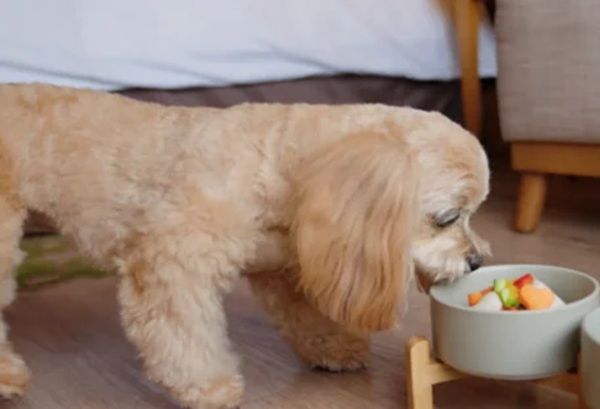 【大阪府大阪市】愛犬と贅沢なひとときを！ヒルトン大阪にドッグルームプランが登場