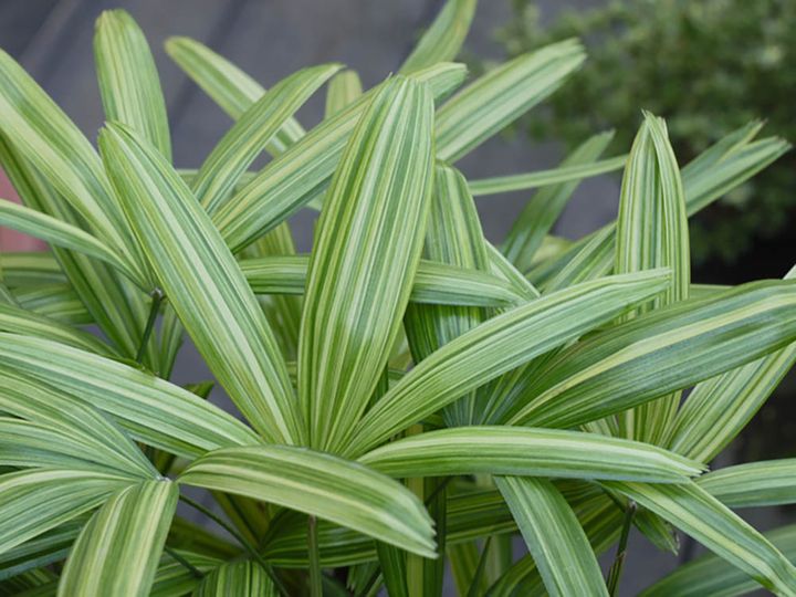 カンノンチク ‘綾錦’ Rhapis exelsa ‘Aya-nishiki’