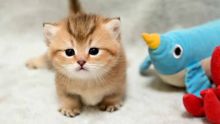 お産箱の中をよちよち歩き回る子猫