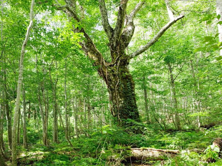 All About ニュース編集部は、全国10～60代の男女250人を対象に「好きなパワースポット」に関する独自のアンケート調査を実施。好き＆行ってみたい「秋田県のパワースポット」で1位に選ばれたのは？（サムネイル画像出典：PIXTA）