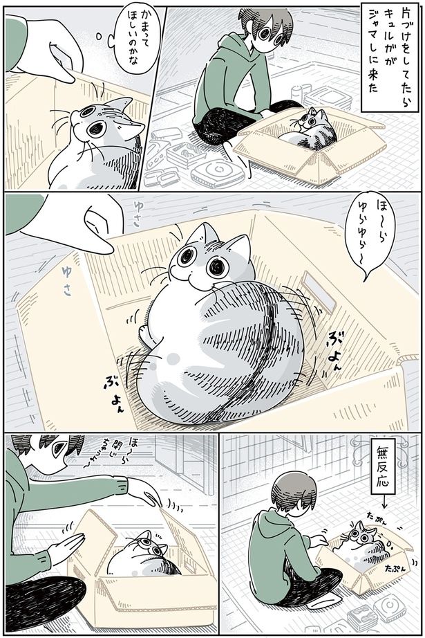 ジャマしにきたネコ （C）キュルZ／KADOKAWA