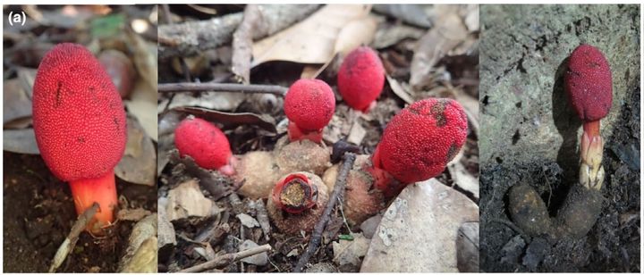 なぜ葉緑体は消えない？なぜオスがいらない？