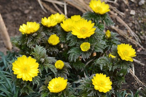 【東京都台東区】常時約40品種160株以上を展示する、「第四十四回 上野・東照宮 冬ぼたん」開苑！