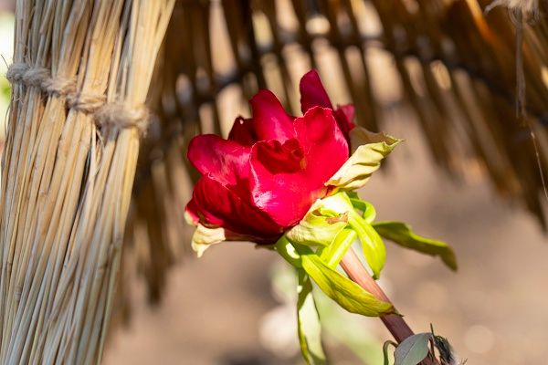 【東京都台東区】常時約40品種160株以上を展示する、「第四十四回 上野・東照宮 冬ぼたん」開苑！