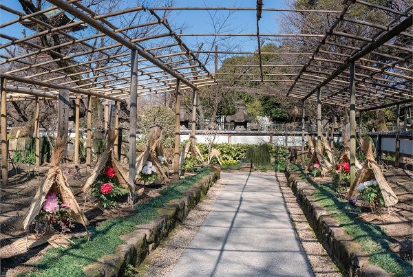 【東京都台東区】常時約40品種160株以上を展示する、「第四十四回 上野・東照宮 冬ぼたん」開苑！