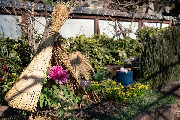 【東京都台東区】常時約40品種160株以上を展示する、「第四十四回 上野・東照宮 冬ぼたん」開苑！