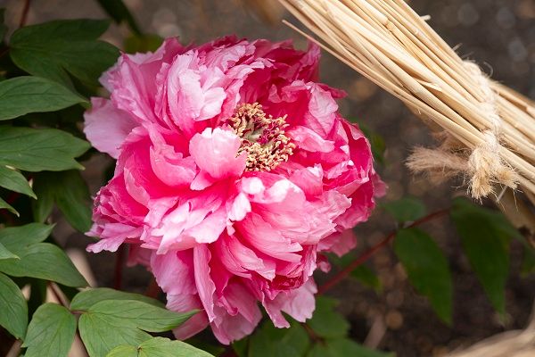 【東京都台東区】常時約40品種160株以上を展示する、「第四十四回 上野・東照宮 冬ぼたん」開苑！