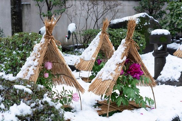 【東京都台東区】常時約40品種160株以上を展示する、「第四十四回 上野・東照宮 冬ぼたん」開苑！