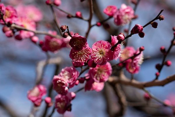 【東京都台東区】常時約40品種160株以上を展示する、「第四十四回 上野・東照宮 冬ぼたん」開苑！