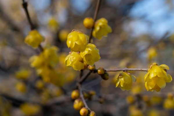 【東京都台東区】常時約40品種160株以上を展示する、「第四十四回 上野・東照宮 冬ぼたん」開苑！