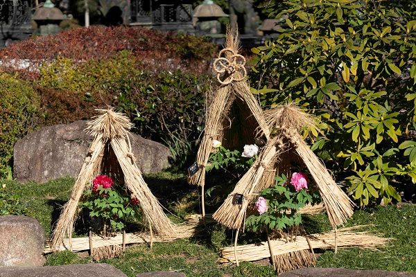 【東京都台東区】常時約40品種160株以上を展示する、「第四十四回 上野・東照宮 冬ぼたん」開苑！