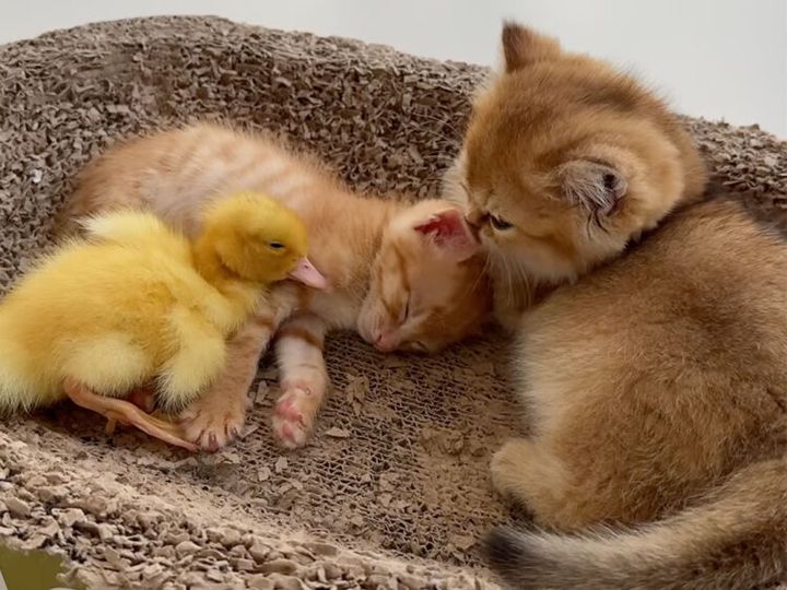 アヒルの子と寝る子猫に嫉妬、拗ね顔が隠せない子猫さん