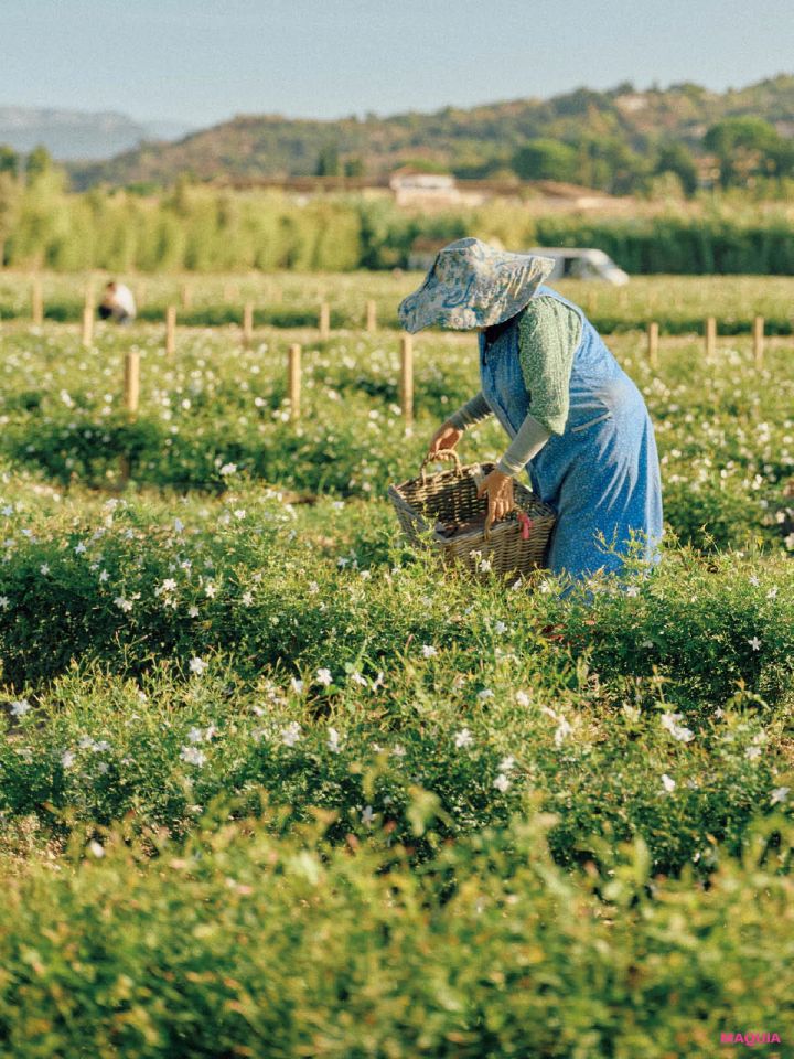 シャネル N°5 パルファム ジャスミンを摘んでいる様子