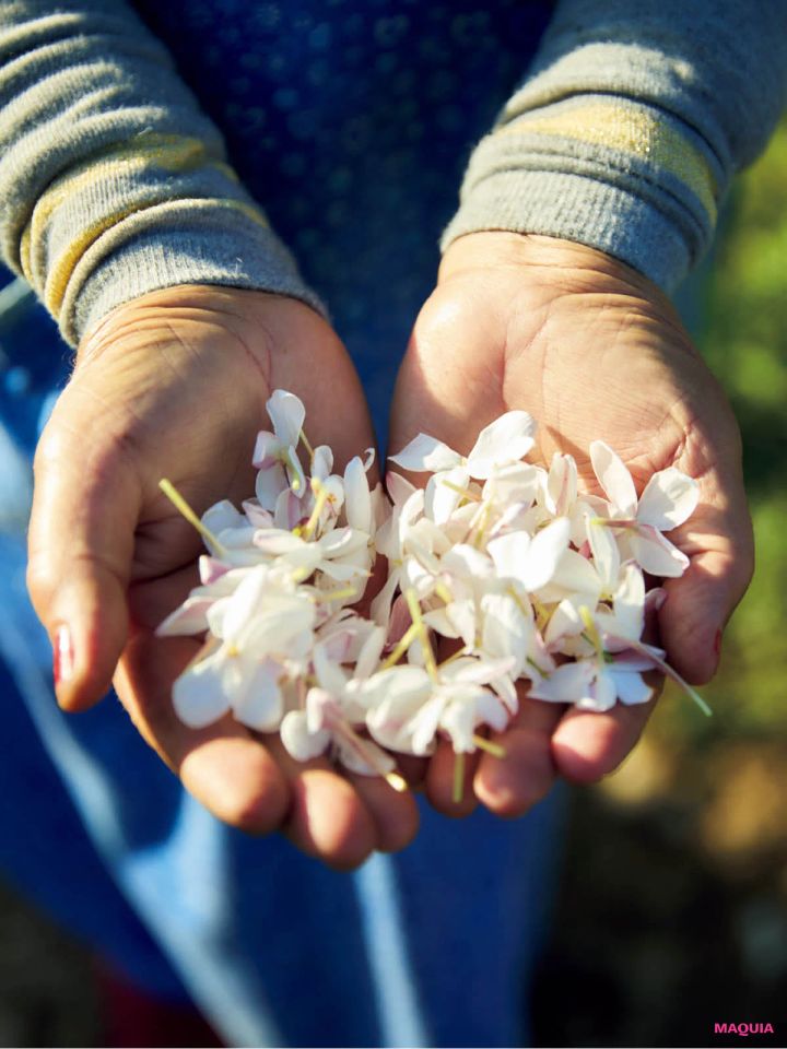 シャネル N°5 パルファムに使用されるジャスミン