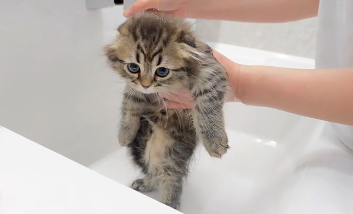 初めてお風呂に入った子猫