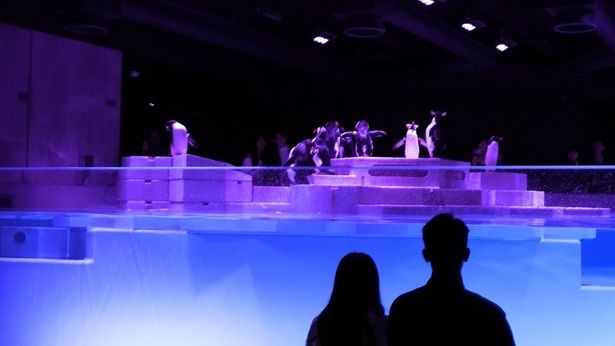 ペンギンの行動を間近で観察できる展示など、ペアチケットで「AOAO SAPPORO」を満喫