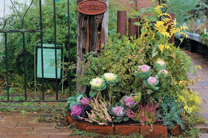 人気園芸店【フローラ黒田園芸】発！ 寒さに強いハボタンで作る冬でも華やかなミニ花壇