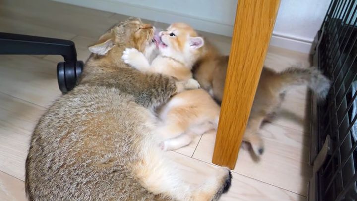 ママ猫に捕まった子猫