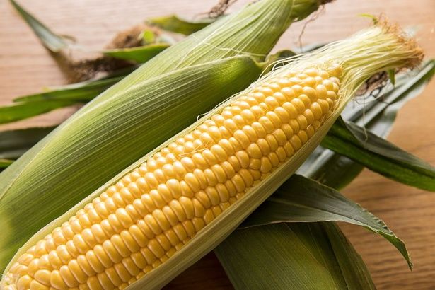 絶対に粒の数が偶数になるトウモロコシの謎 （C）sasaki106／PIXTA