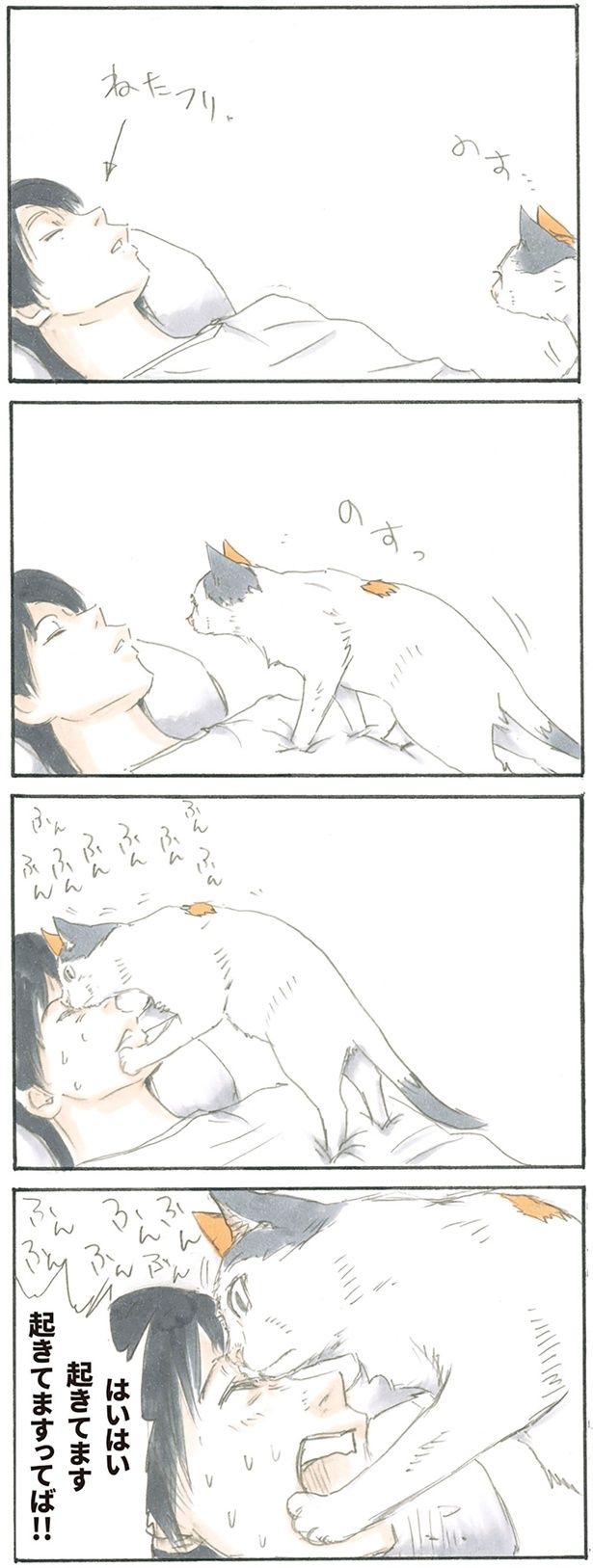 猫に寝たフリは通用しない （C）にごたろ／KADOKAWA