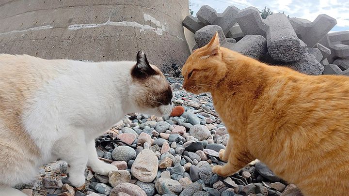 口喧嘩する猫達