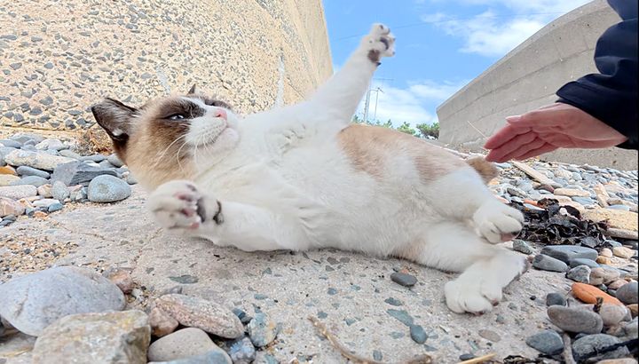 八つ当たりするタヌキ猫