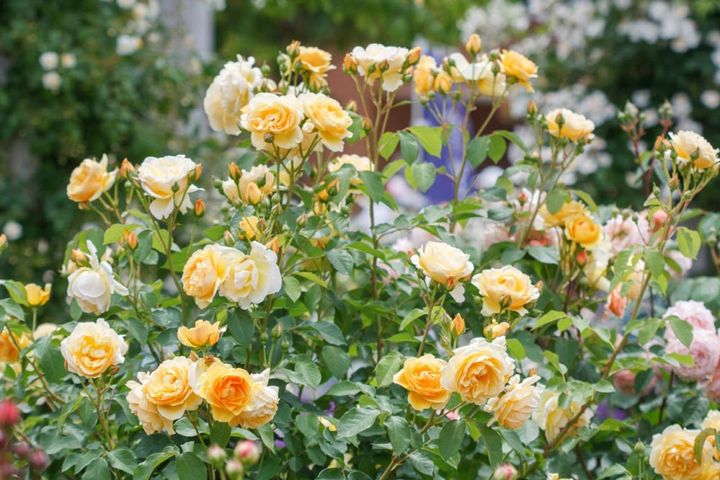 イングリッシュローズを代表するバラ、‘グラハムトーマス’。ティーの香りが素晴らしく、5月の花付きがとてもよい品種です。